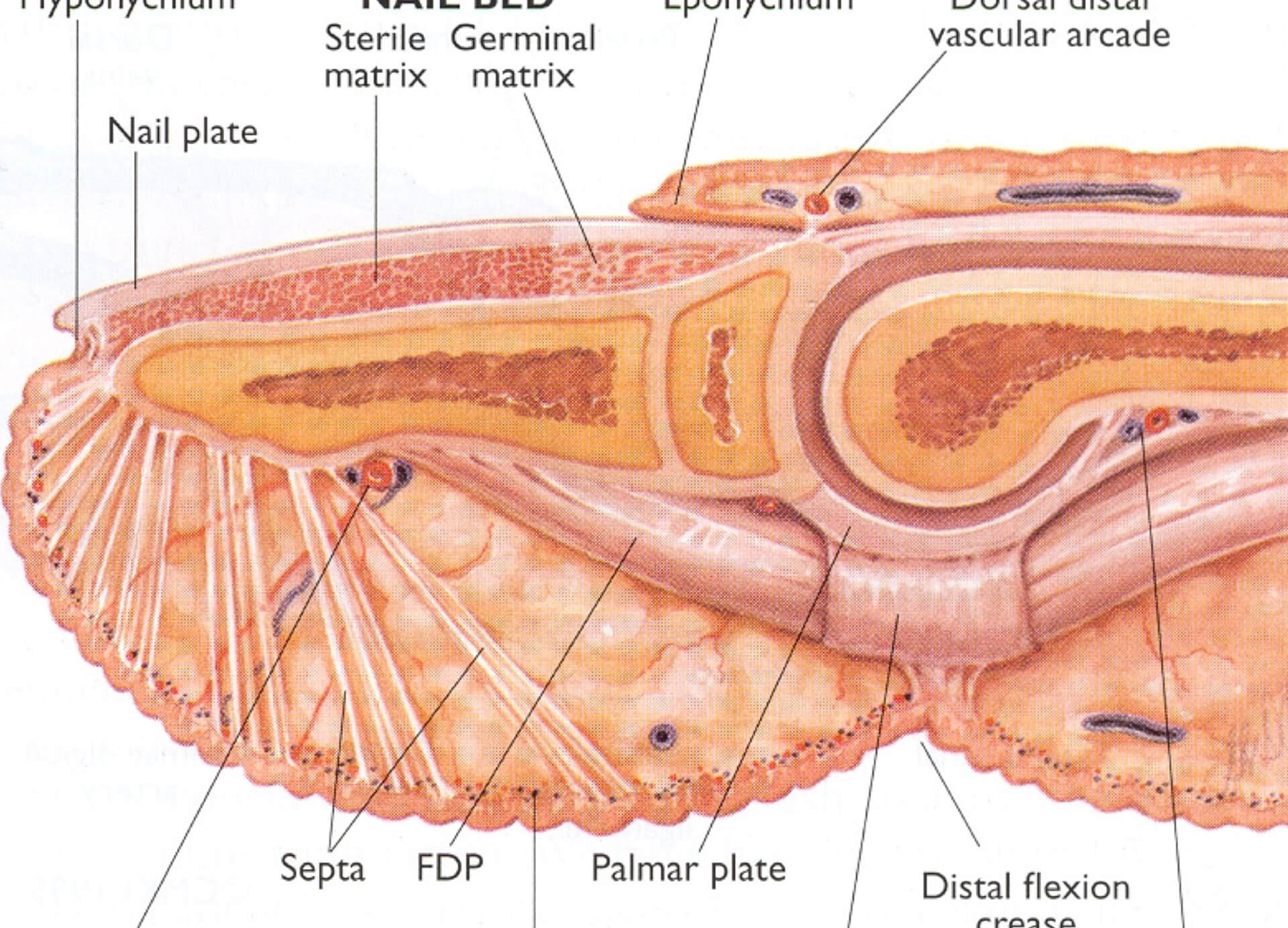 fingertip and fingernail injuries img - Dr Cameron Mackay